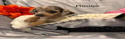 Teckel (korthaar)  honden te koop: Teckel pups - Advertentie 2