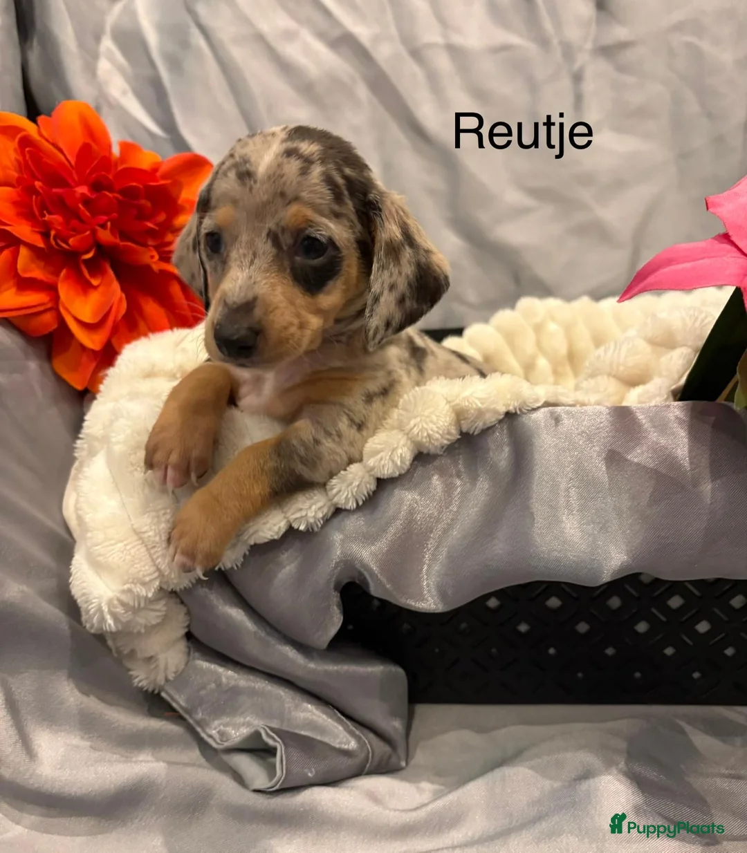 Teckel (korthaar)  honden te koop: Teckel pups - Advertentie 2