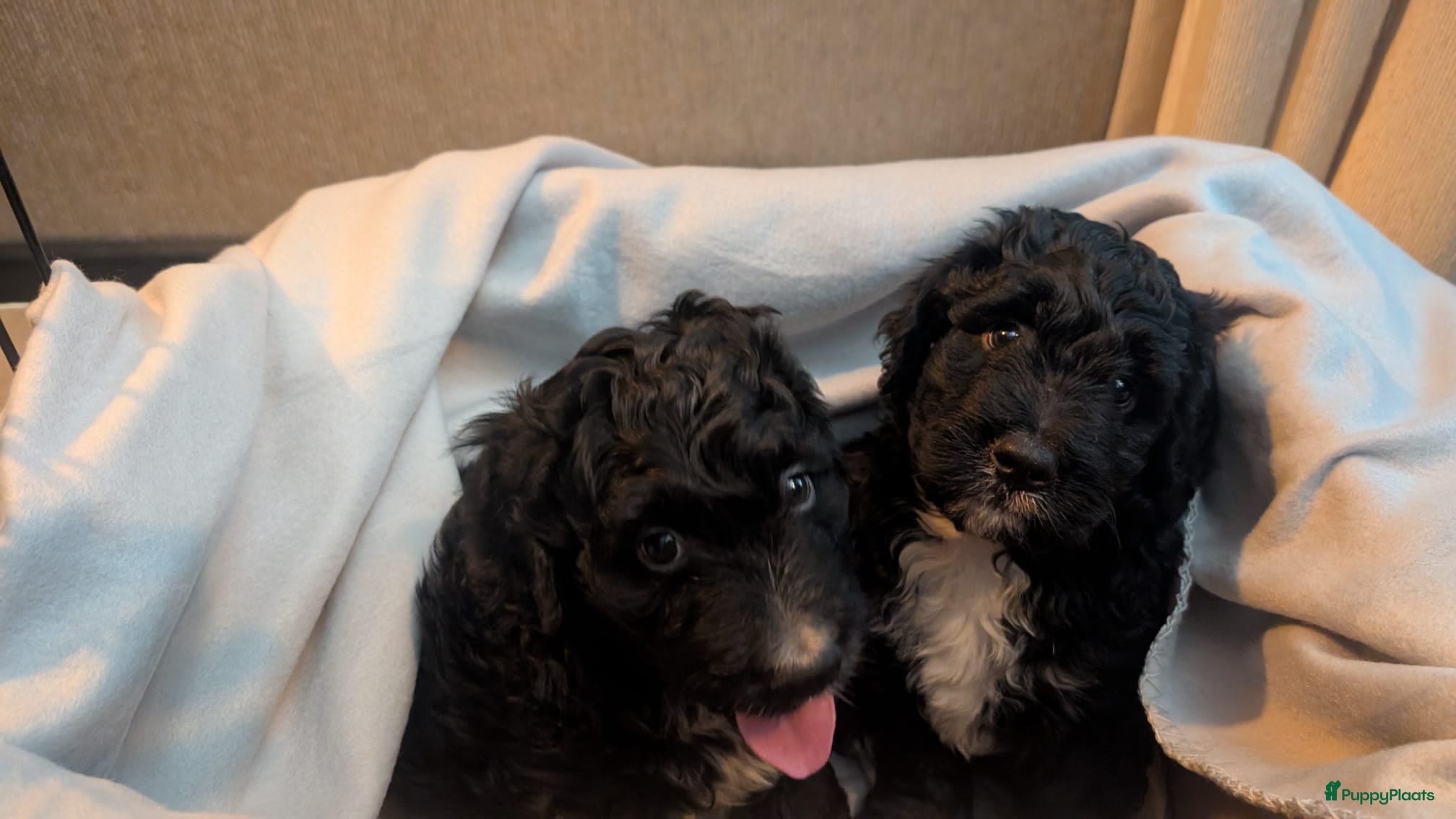 Bernedoodle honden te koop: Bernedoodle pups (Koningspoedel x Berner Sennen) in Nunspeet - Advertentie 6