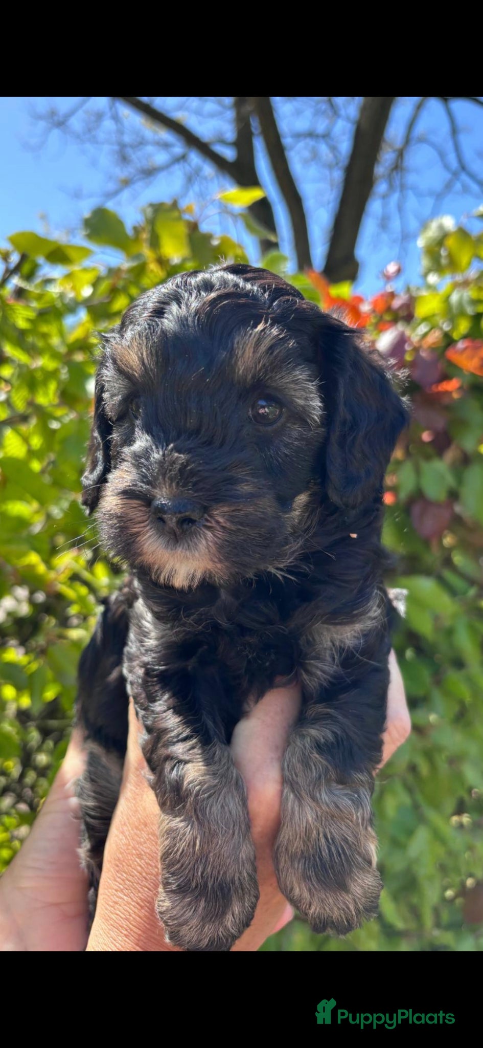Labradoodle honden Prachtige sheltiedoodle labradoodle pups - Advertentie 6