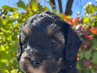 Labradoodle honden Prachtige sheltiedoodle labradoodle pups - Advertentie 6