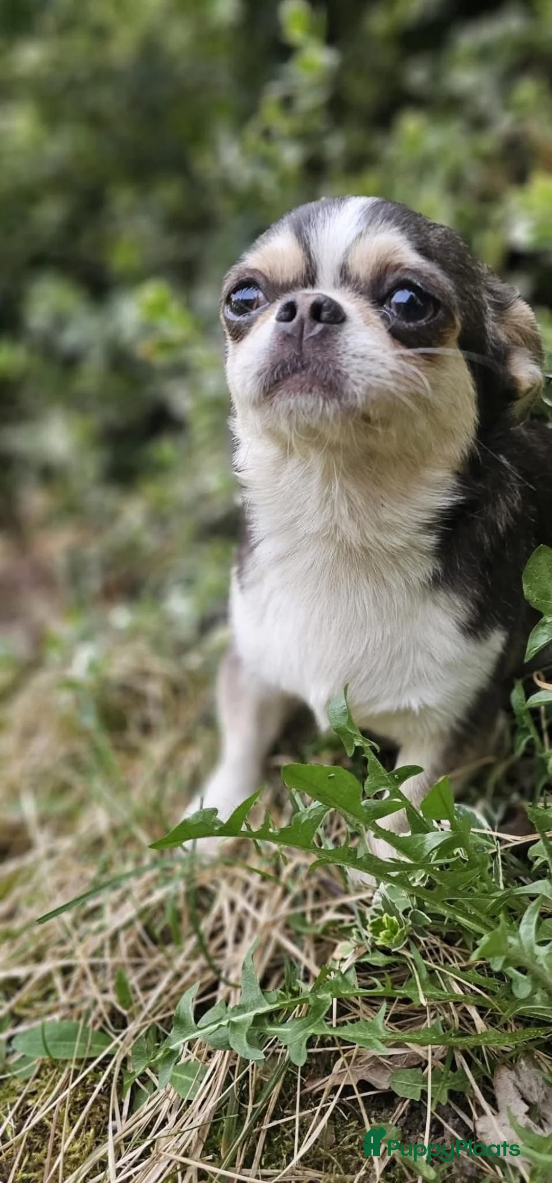 Chihuahua honden te koop: Blauw husky reu - Advertentie 4