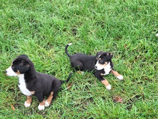 Grote Zwitserse Sennenhond honden Grote zwitserse sennen pups - Advertentie 4