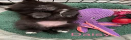 Pomeriaan honden te koop: 3 Prachtige Pomeriaan/dwergkees pups.🩷💙💙 - Advertentie 10