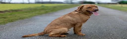 Goldador honden te koop: Golden retriever x Labrador pup - Advertentie 3
