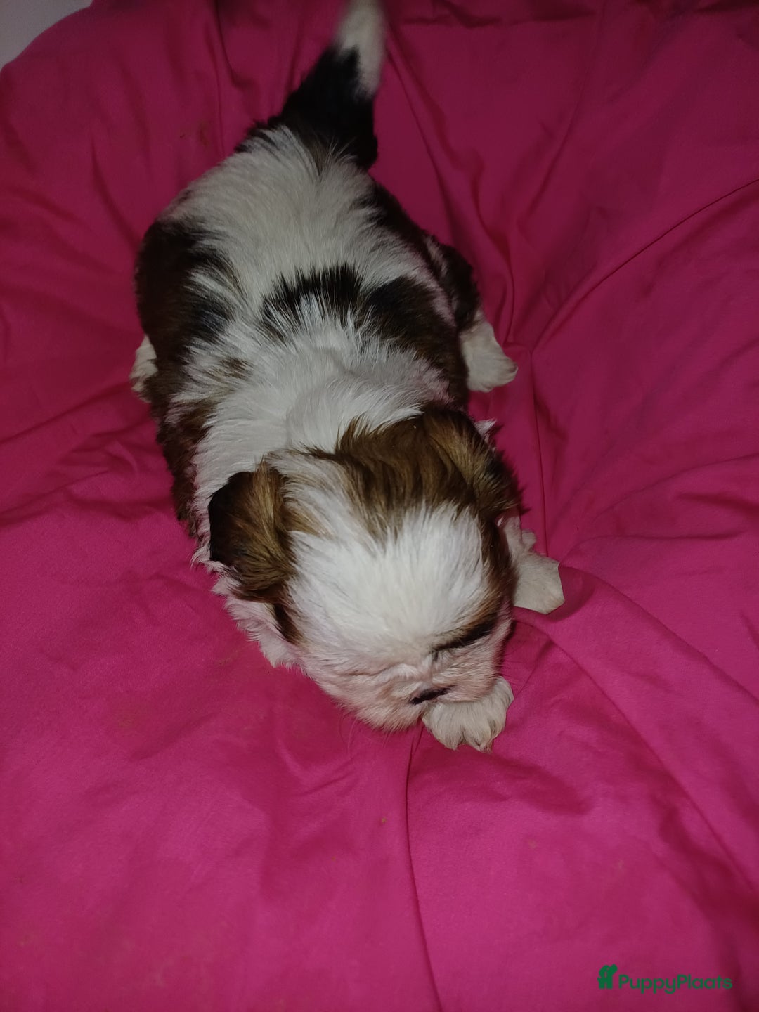 Shih Tzu honden te koop: Lieve leuke raszuiver shih tzu pups  - Advertentie 4