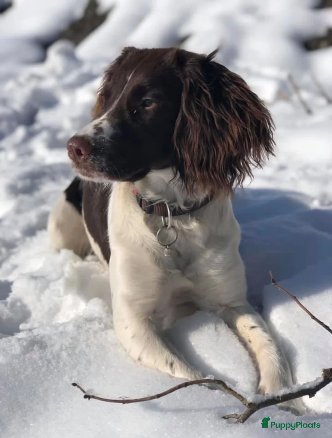 Engelse Springer Spaniel honden te koop: Engelse Springer Spaniël pups - Advertentie 17