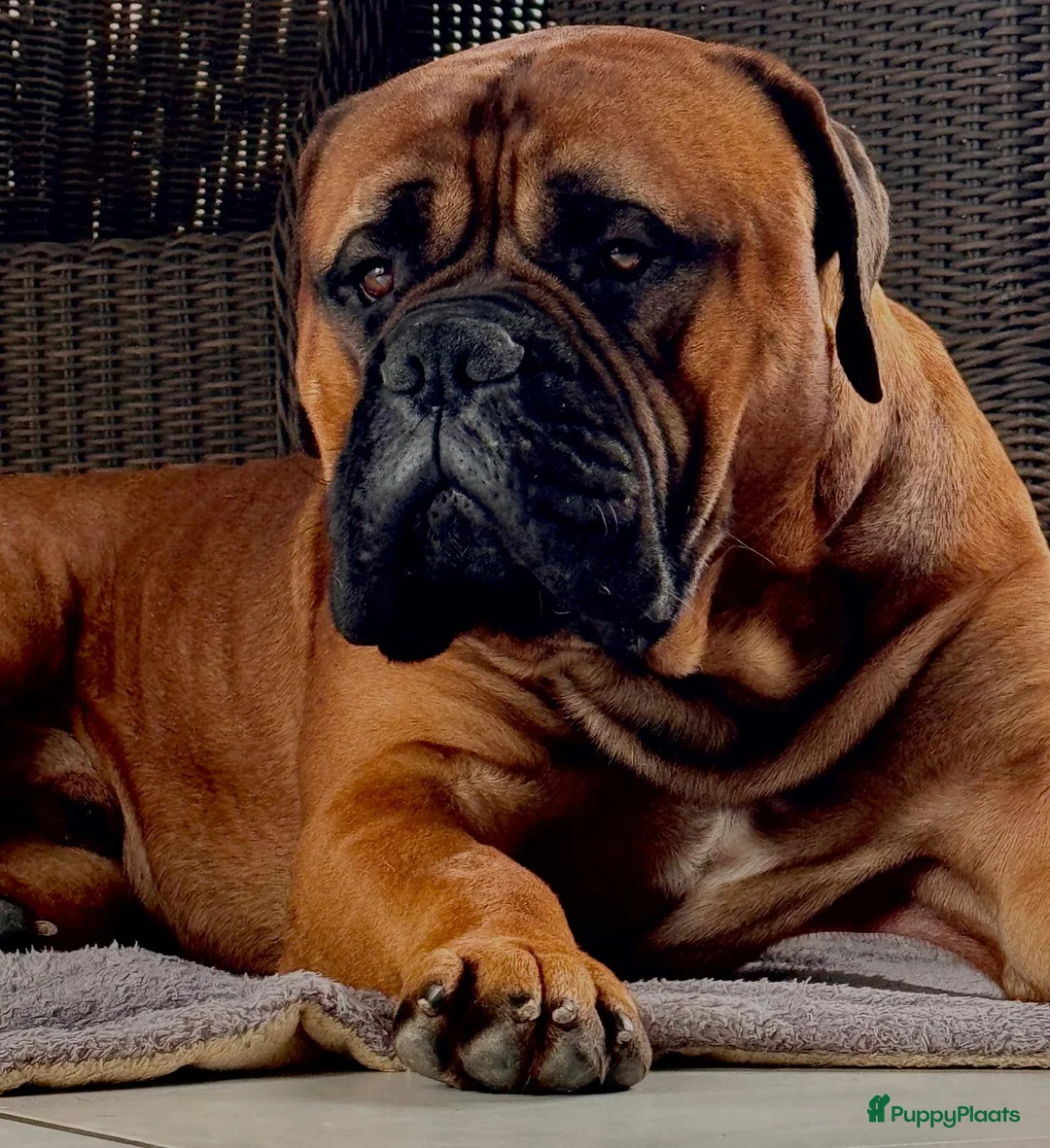Bullmastiff honden te koop: Bullmastiff  - Advertentie 5