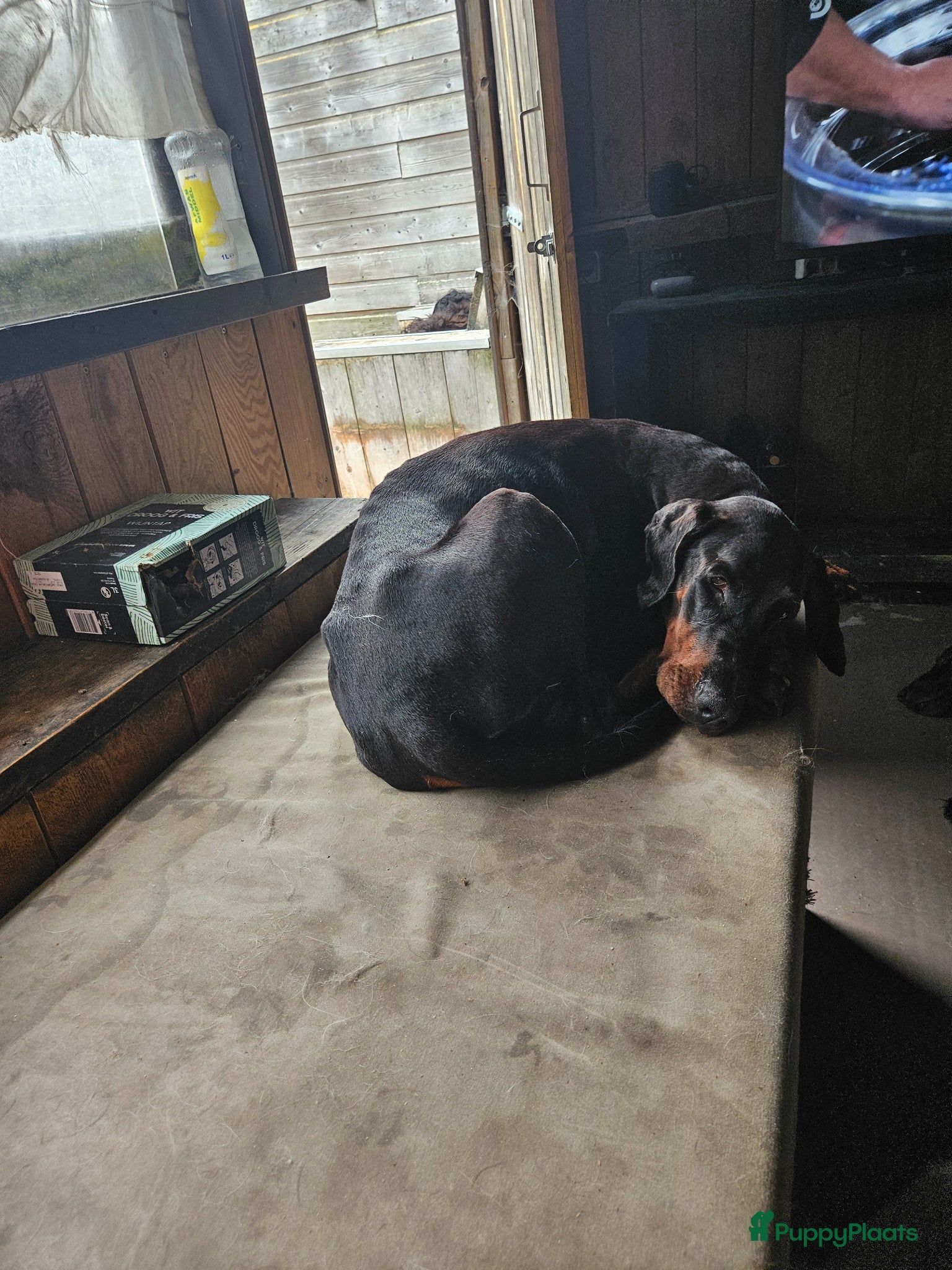 Kruising honden te koop: Te koop Doberman × pups - Advertentie 1