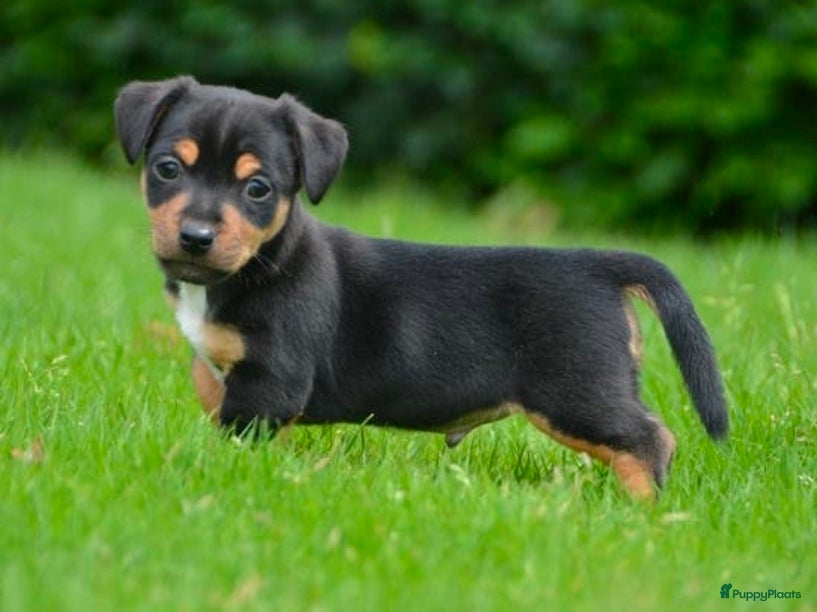 Jack Russel Terriër honden te koop: Supermooie Jack-Russell pups,  groeien op in huis. - Advertentie 4