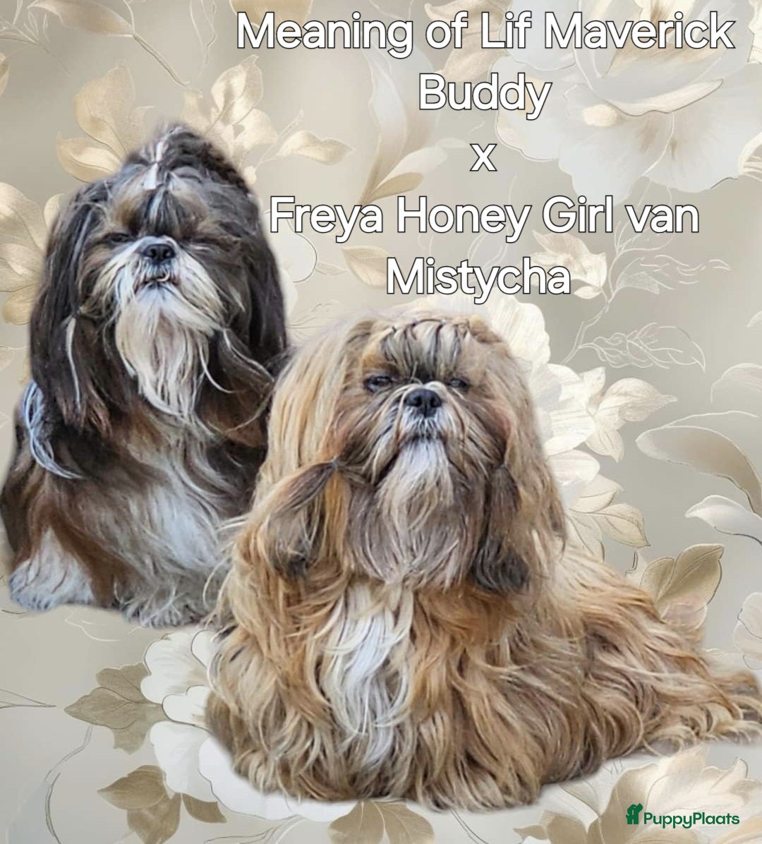 Shih Tzu honden Shih tzu pups - Advertentie 1