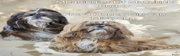 Shih Tzu honden te koop: Shih tzu pups - Advertentie 1
