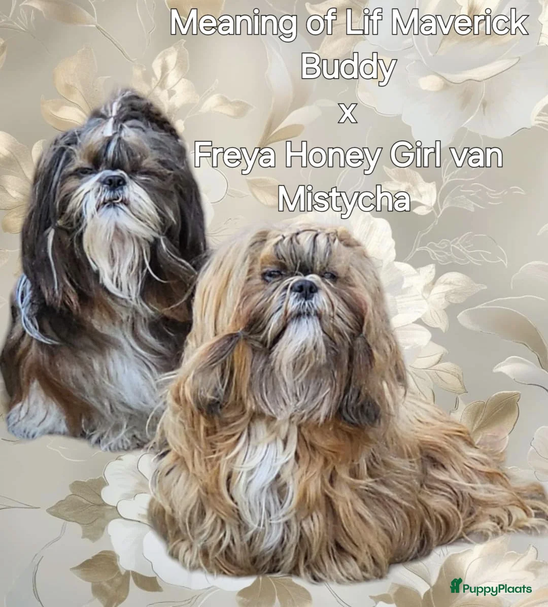 Shih Tzu honden te koop: Shih tzu pups - Advertentie 1