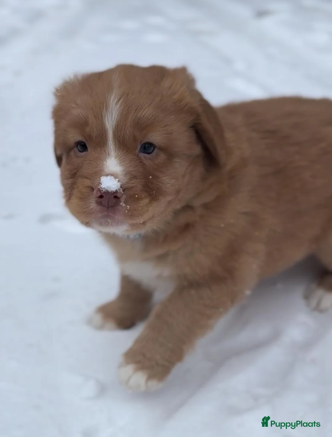 Nova Scotia Duck Tolling Retriever honden te koop: Toller pups met stamboom te koop  - Advertentie 8
