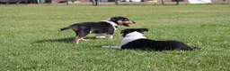 Schotse Herdershond korthaar honden te koop: Nog 2 knappe reuen schotse collie korthaar reuen. - Advertentie 28