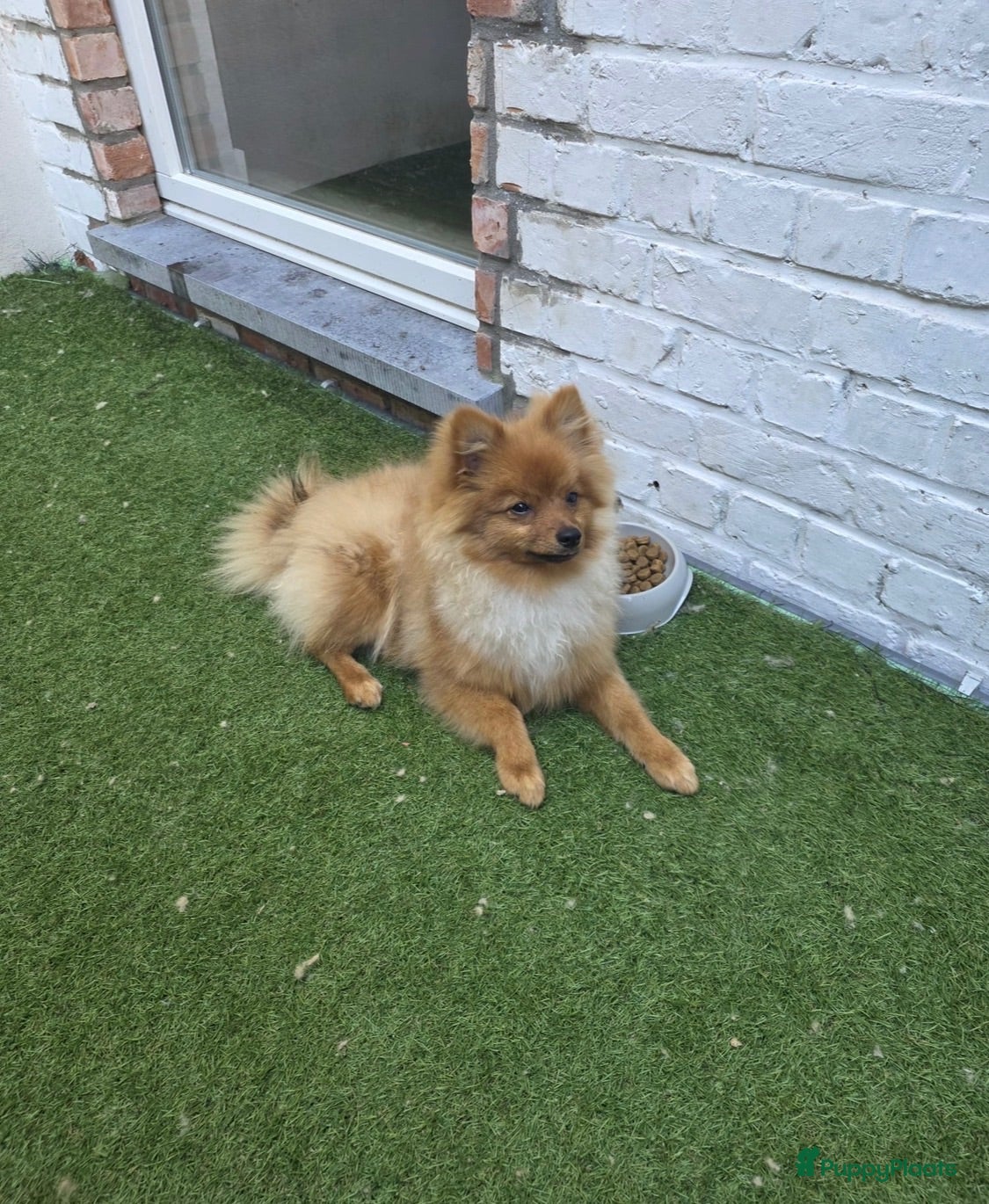Keeshond honden Mini keesjes te koop - Advertentie 1
