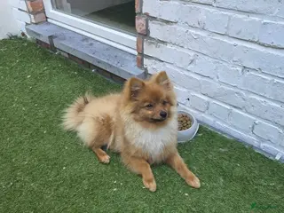 Keeshond honden Mini keesjes te koop - Advertentie 1