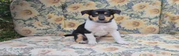 Schotse Herdershond korthaar honden te koop: Schotse herdershond korthaar pups - Advertentie 39