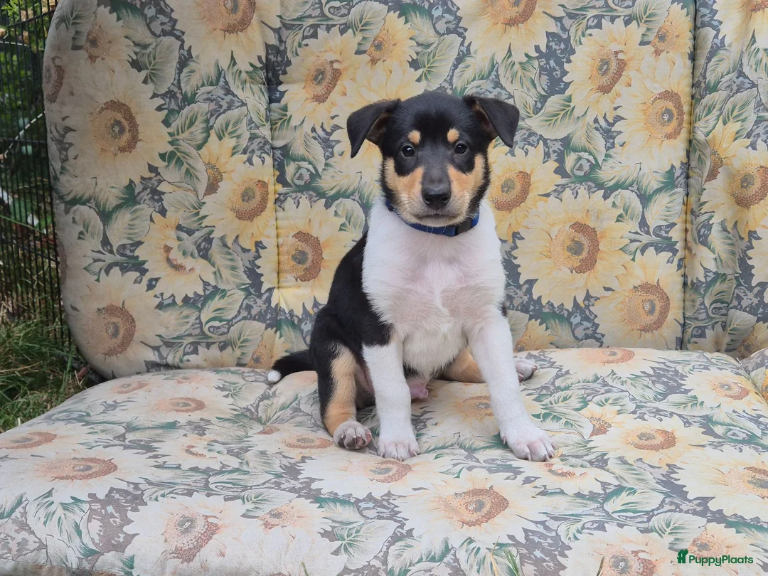 Schotse Herdershond korthaar honden te koop: Schotse herdershond korthaar pups - Advertentie 39