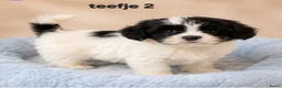Boomer honden te koop: Mooie gezonde boomer pups. Maltezer maal shih tzu - Advertentie 3