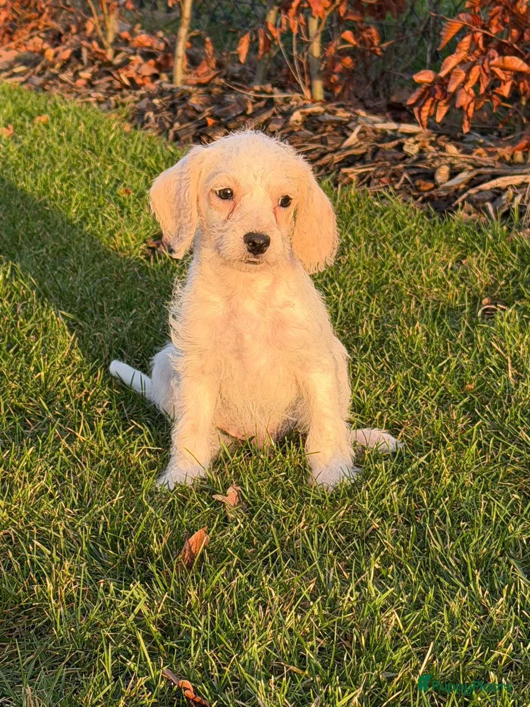 Maltipoo honden te koop: Leuke maltipoo pups  - Advertentie 3