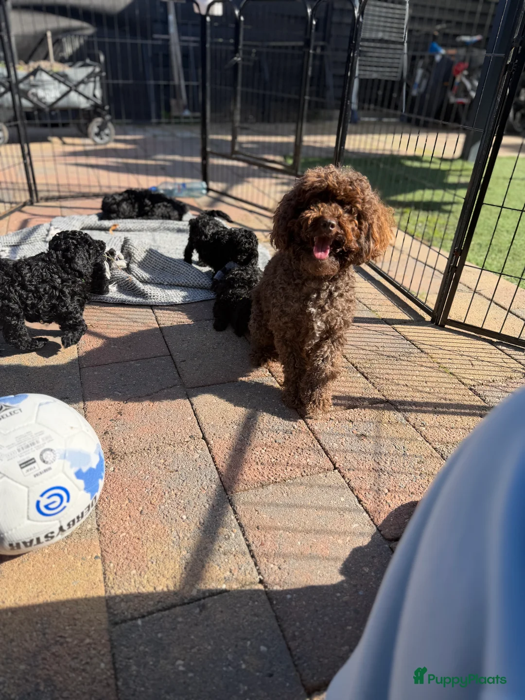 Kruising honden te koop:  Mini Australian labradoodle pup, mag verhuizen  - Advertentie 2