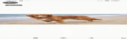 Kruising honden te koop: Border collie x nova scotia duck toller ret. pups - Advertentie 2
