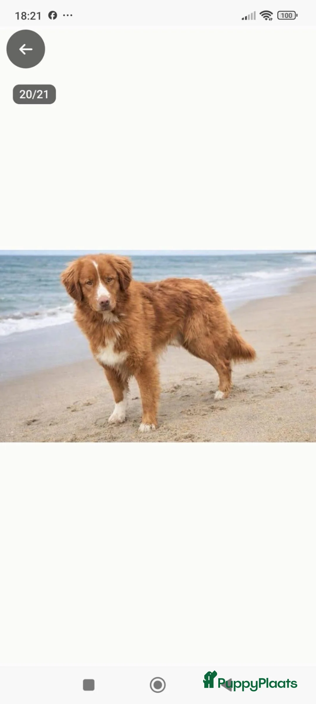 Kruising honden te koop: Border collie x nova scotia duck toller ret. pups - Advertentie 2