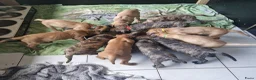 Duitse Dog honden te koop: Duitse Dog Pups - Advertentie 7