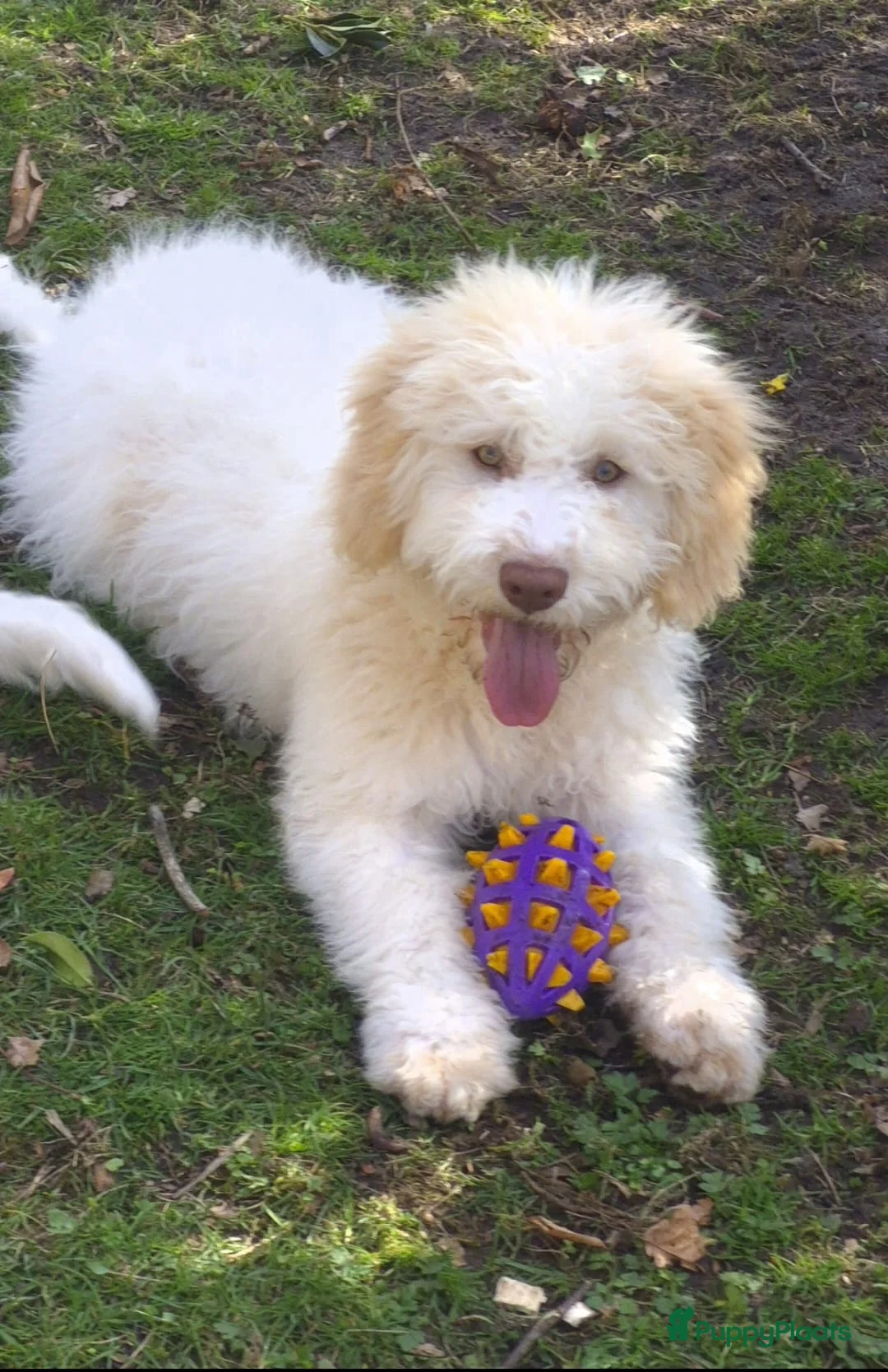 Lagotto Romagnolo honden te koop: Italiaanse waterhond Lagotto Romagnolo - Advertentie 2