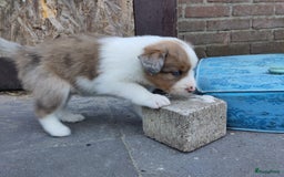 Australian Shepherd honden te koop: Australian Shepherd x Bordercollie pups in Linde - Afbeelding 28
