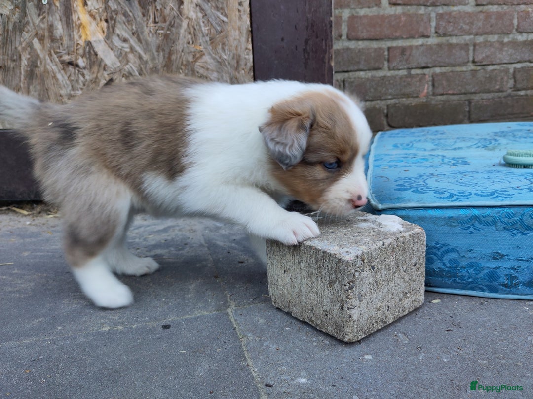 Australian Shepherd honden te koop: Australian Shepherd x Bordercollie pups in Linde - Afbeelding 28
