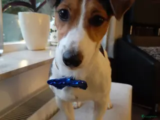 Jack Russel Terriër honden Jack russell ervaren dekreu in Amsterdam - Advertentie 14