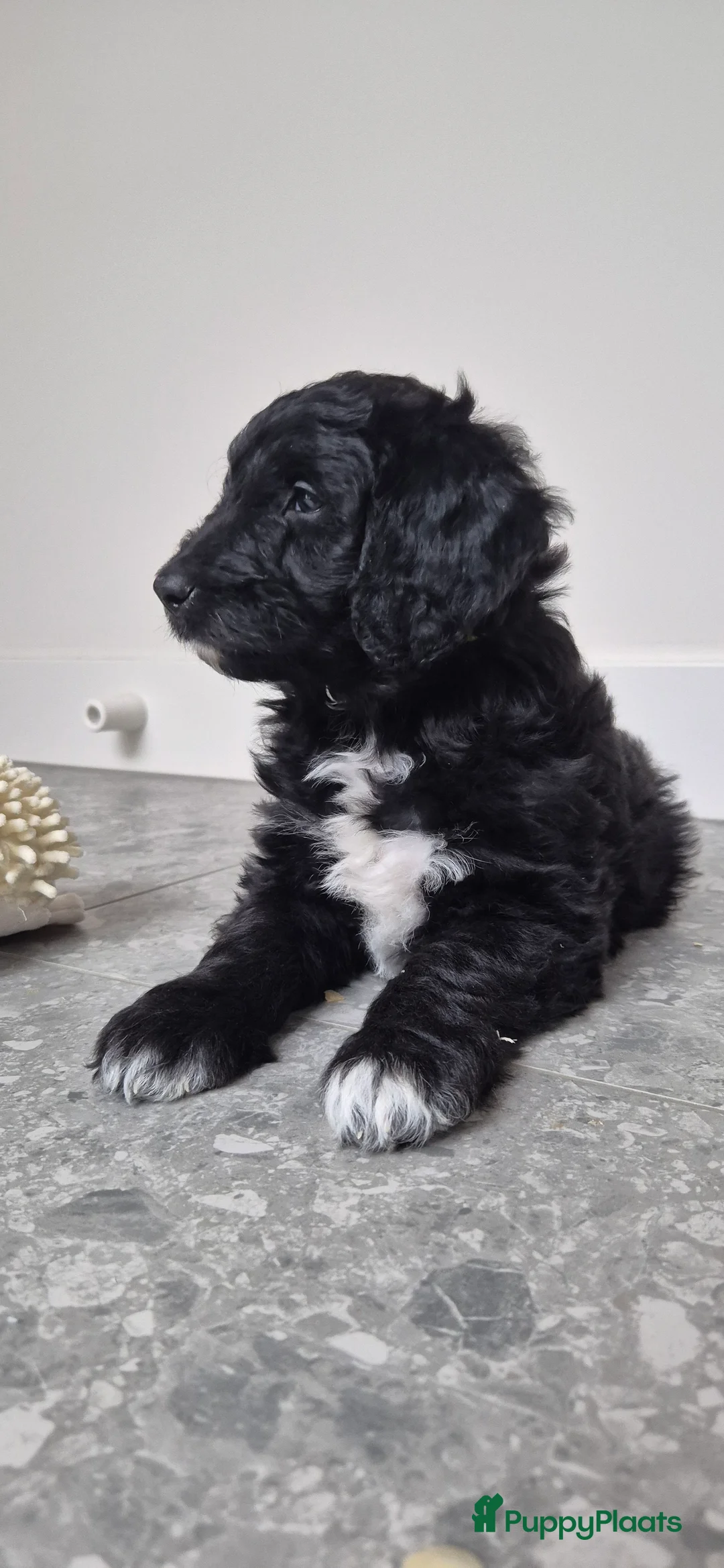 Kruising honden te koop: Bordoodle pups (F1) - nog 5 beschikbaar - Advertentie 2