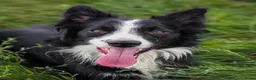 Border Collie honden ter adoptie: Herplaatsing: Bowie zoekt opnieuw een baasje  - Advertentie 2