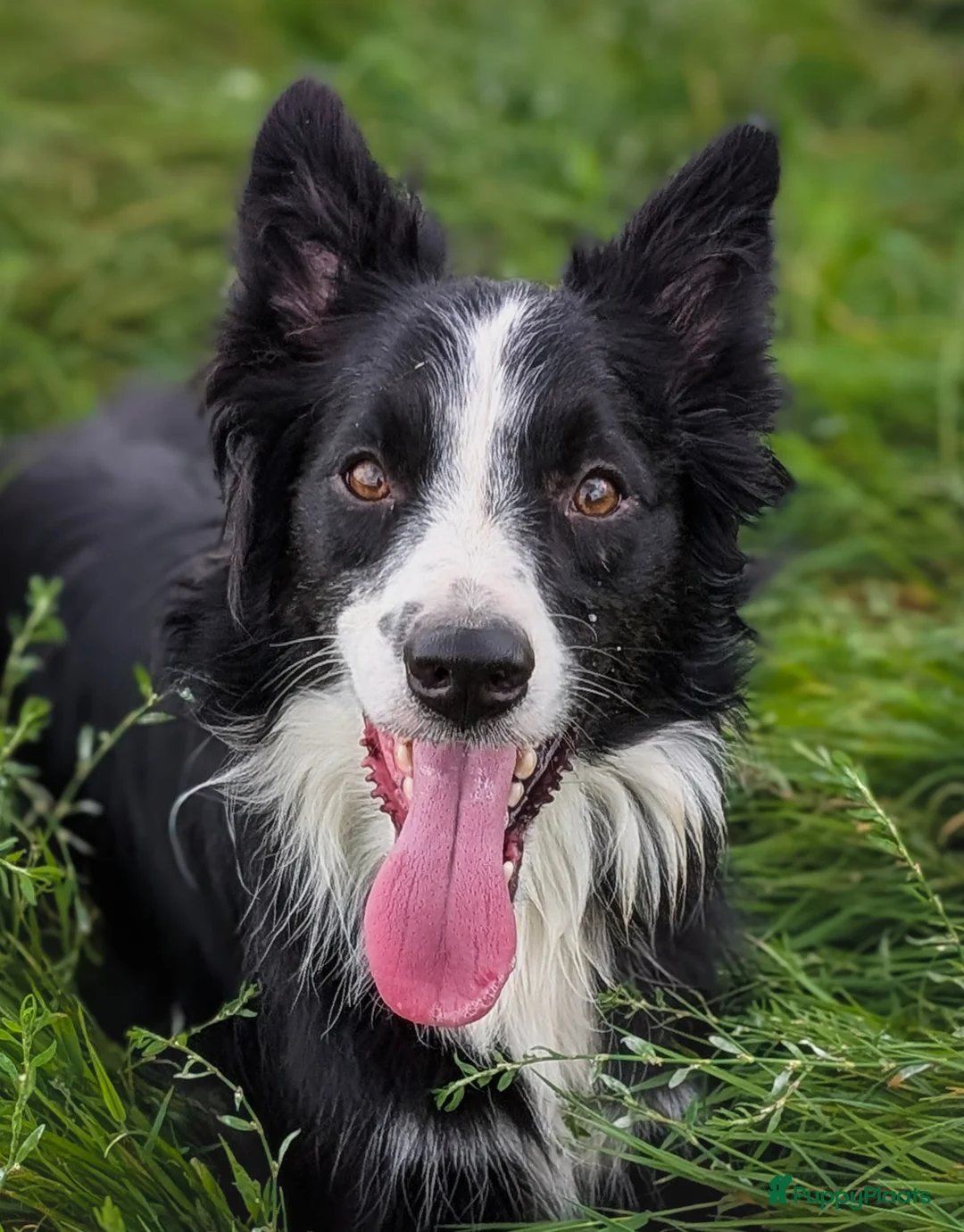 Border Collie honden ter adoptie: Herplaatsing: Bowie zoekt opnieuw een baasje  - Advertentie 2