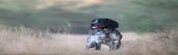 Cockapoo honden te koop: Cockapoo pups F1 - Advertentie 9