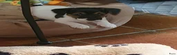Jack Russel Terriër honden te koop: Nog 3"bandietjes" zoeken gezellig huis. Laagbenig  - Advertentie 4