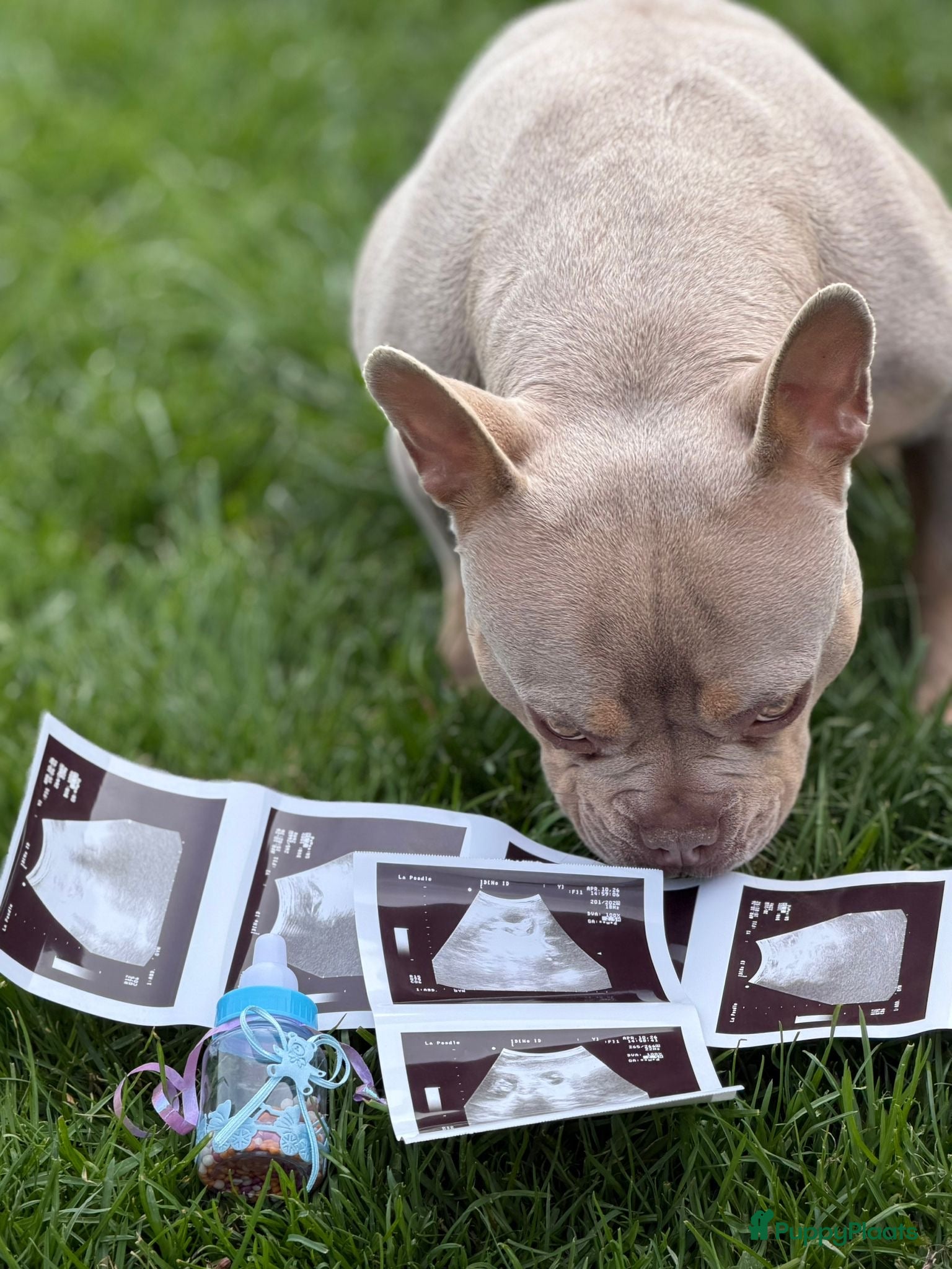 Franse Bulldog honden Prachtig nest Franse Bulldog verwacht - Mei - Advertentie 1
