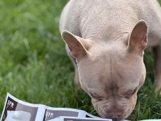 Franse Bulldog honden te koop: Prachtig nest Franse Bulldog verwacht - Mei - Advertentie 3