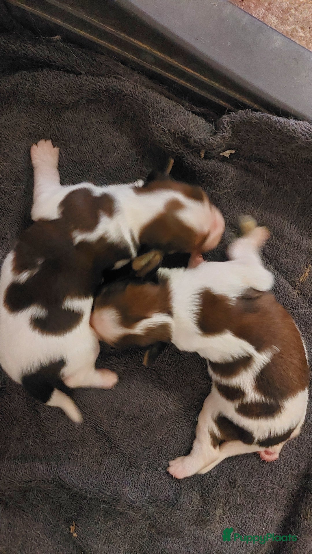 Kooikerhondje honden te koop: Prachtige raszuivere kooikerpups - Afbeelding 1