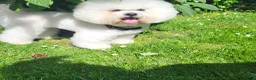 Bichon Frisé honden te koop: Prachtige Bichon Frisé met stamboom - Advertentie 9