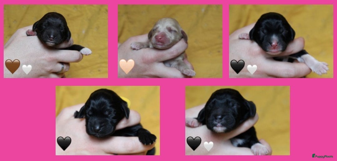 Barbet honden te koop: Barbet puppy’s geboren - Advertentie 39