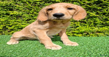 Goldendoodle honden - Advertentie 2