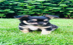 Chihuahua honden te koop: Mooie chihuahua pups in Budel - Afbeelding 16