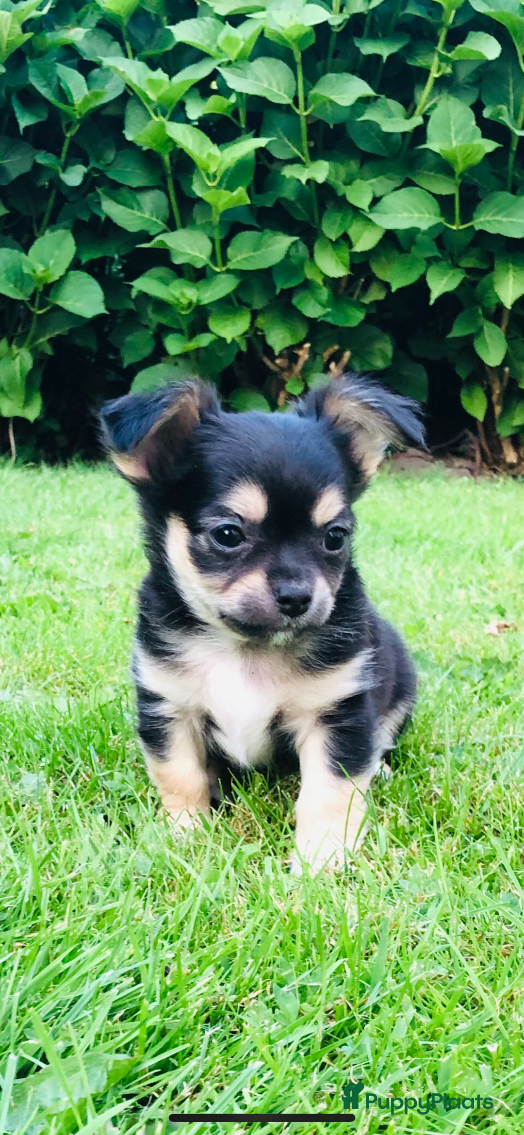 Chihuahua honden te koop: Mooie chihuahua pups in Budel - Afbeelding 16