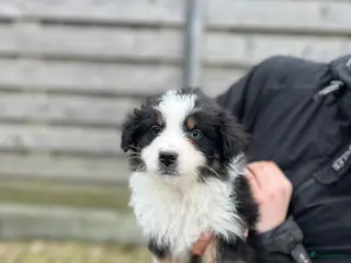 Australian Shepherd honden Mini australian shepherd - Advertentie 2