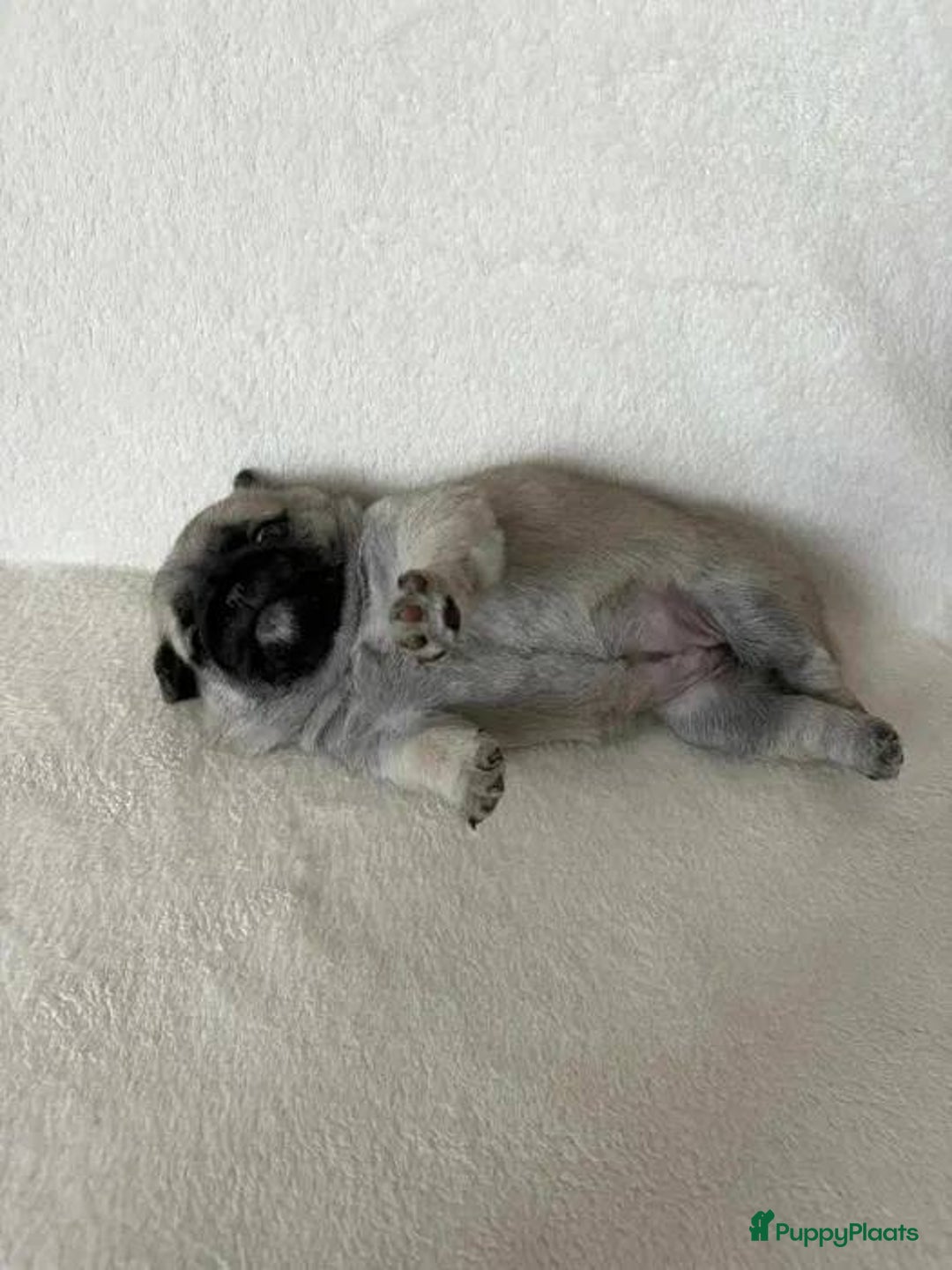 Mopshond honden te koop: Mopshond pups  - Advertentie 2