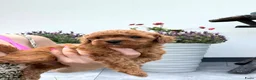 Maltipoo honden te koop: Te reserveren prachtige Maltipoo bij ons geboren  - Advertentie 27