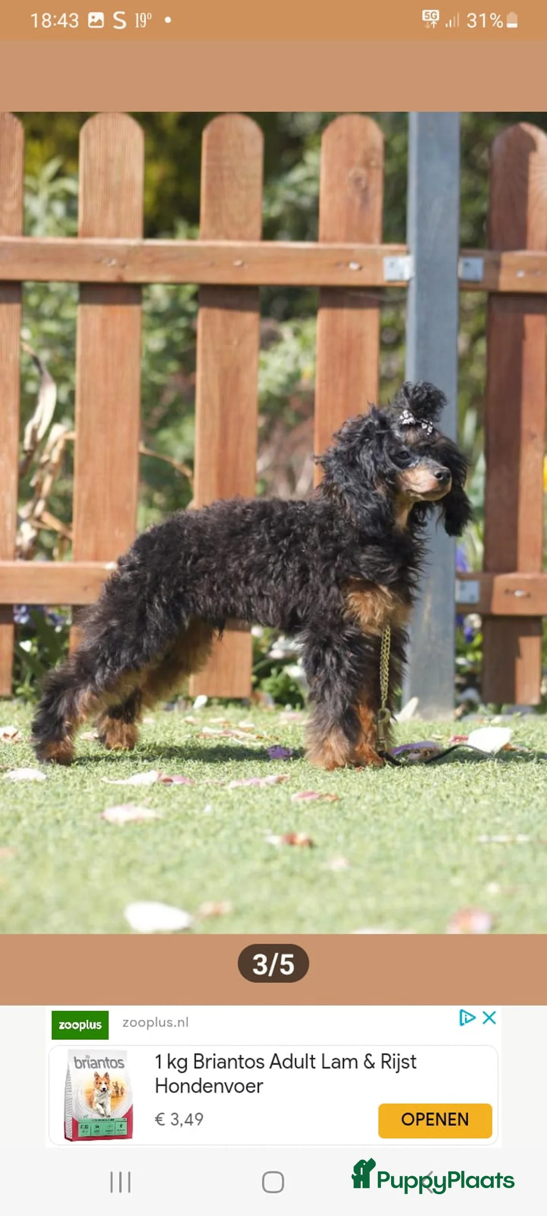 Poedel Toy honden te koop: Toy poedel reu Black en tan - Advertentie 3